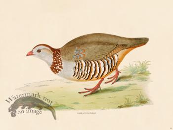 08 BGB Barbary Partridge